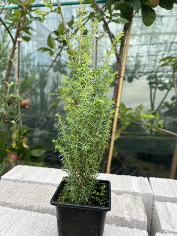 Juniperus communis- Common Juniper Bush 20/40cm (P9)
