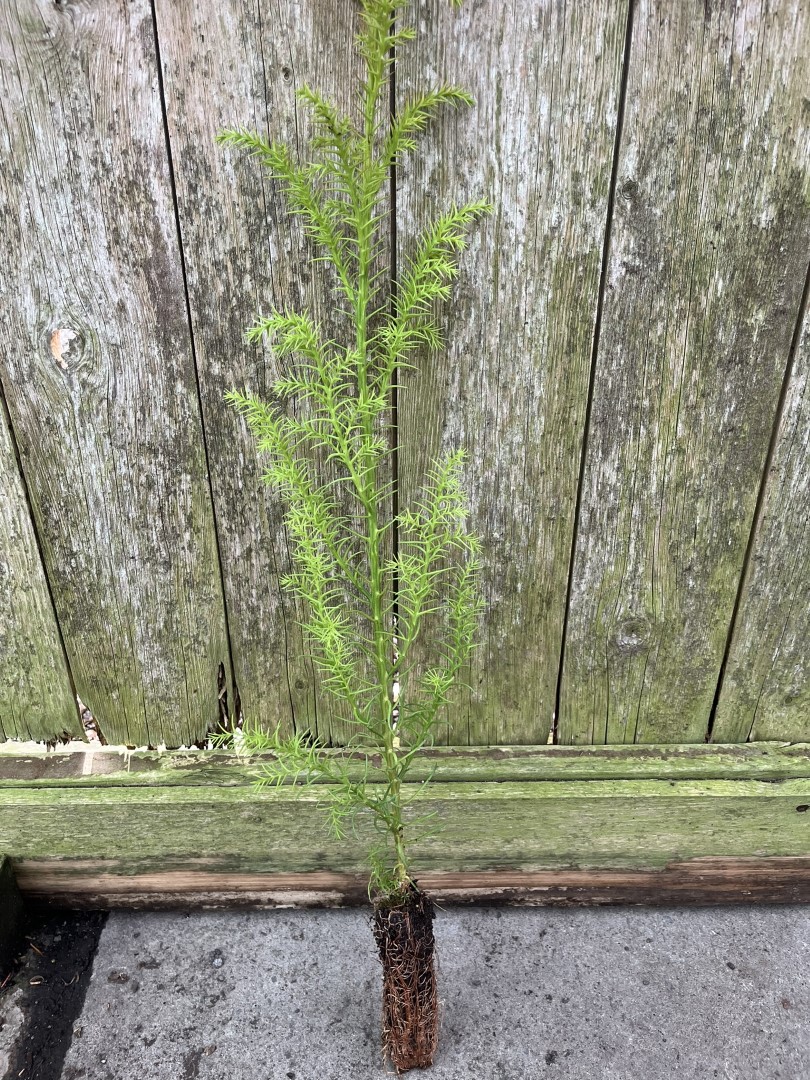 Cryptomeria japonica - Japanese Red Cedar Tree