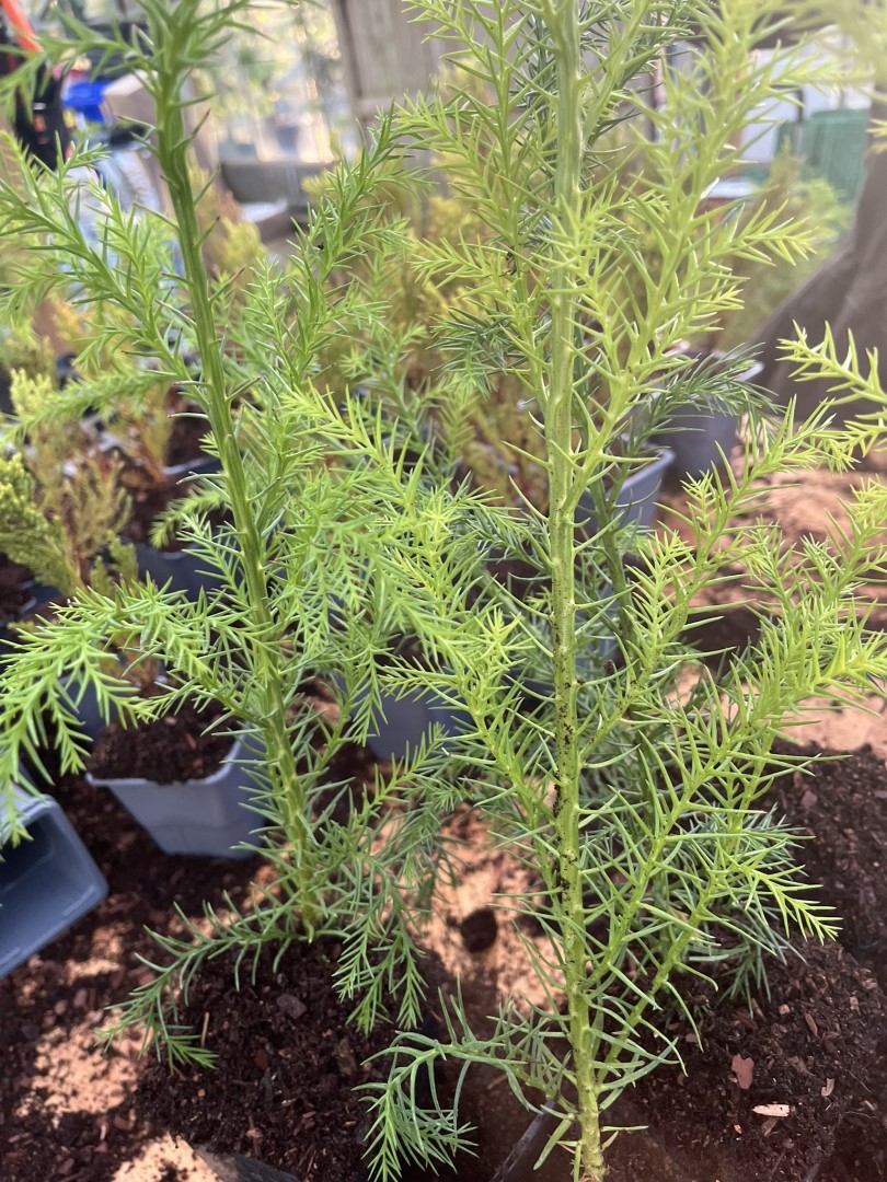 Cryptomeria japonica - Japanese Red Cedar Tree