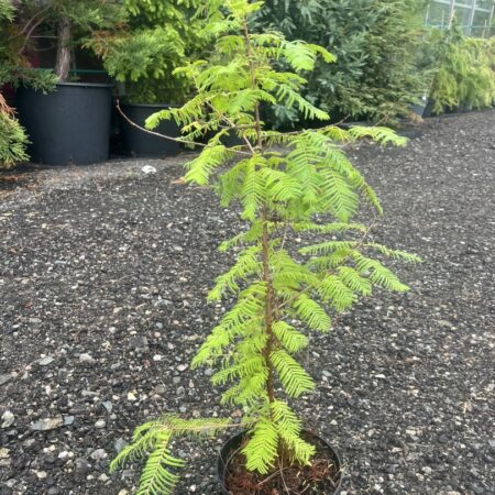 Dawn Redwood - Metasequoia glyptostroboides