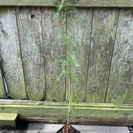 Taxodium distichum - Swamp Cypress