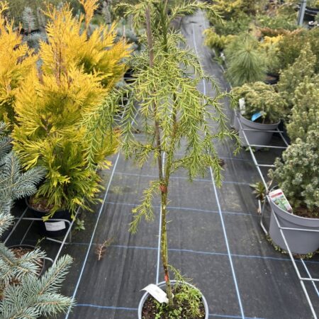 Cryptomeria japonica - Japanese Red Cedar Tree