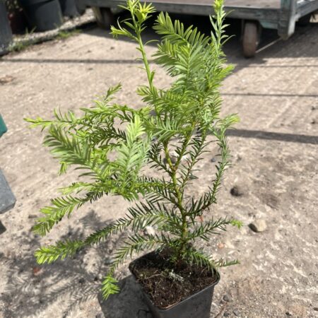 Coast Redwood Tree 20/40cm (P9)