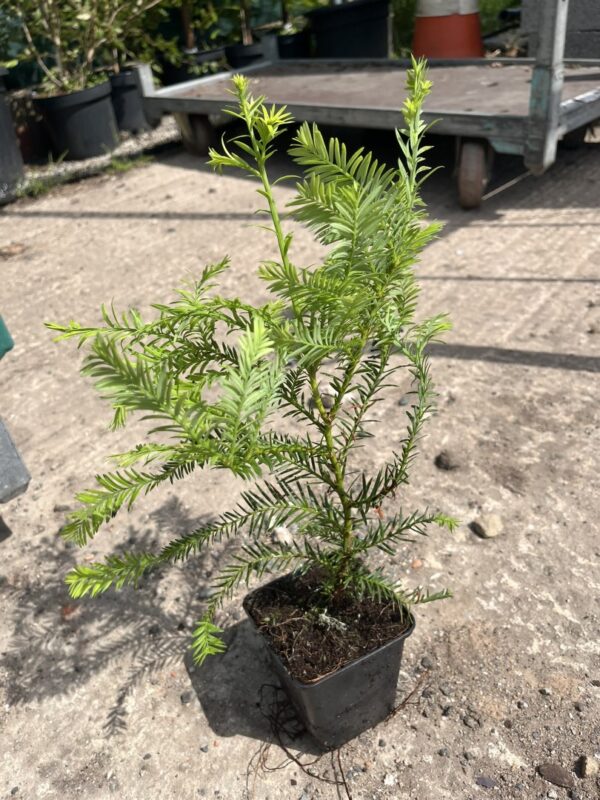 Coast Redwood Tree 20/40cm (P9)