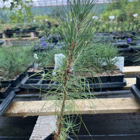 Pinus elliottii - Slash Pine