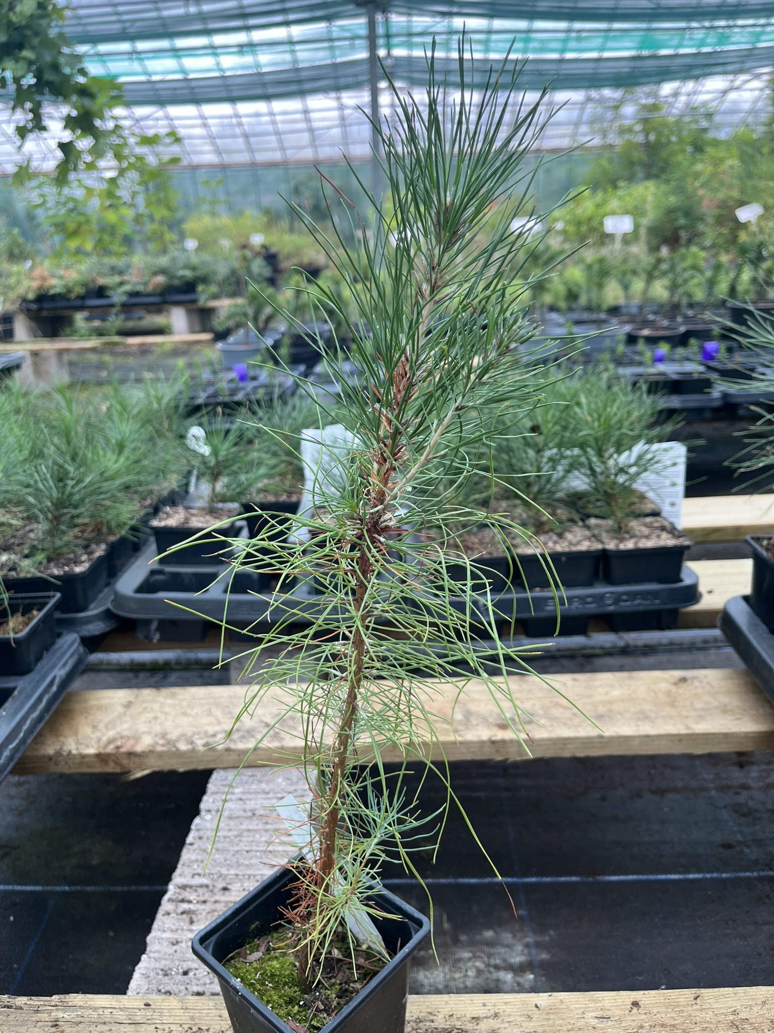 Pinus elliottii - Slash Pine