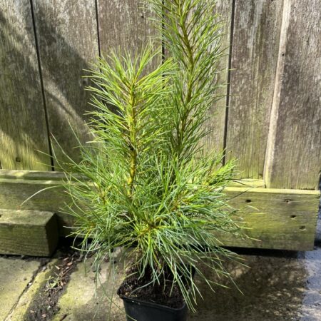 Pinus armandii - Chinese White Pine
