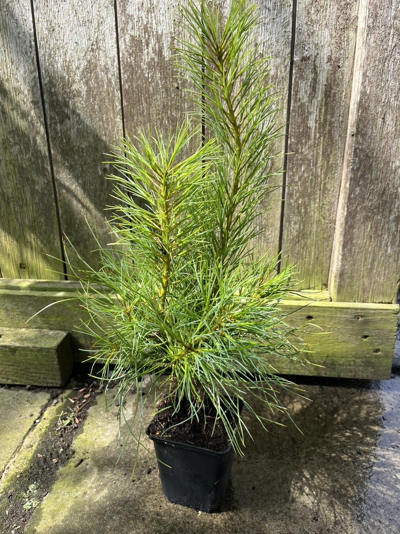 Pinus armandii - Chinese White Pine