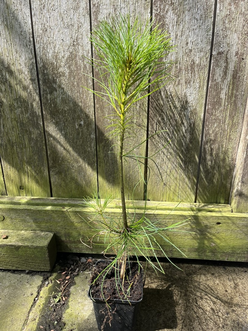 Pinus armandii - Chinese White Pine