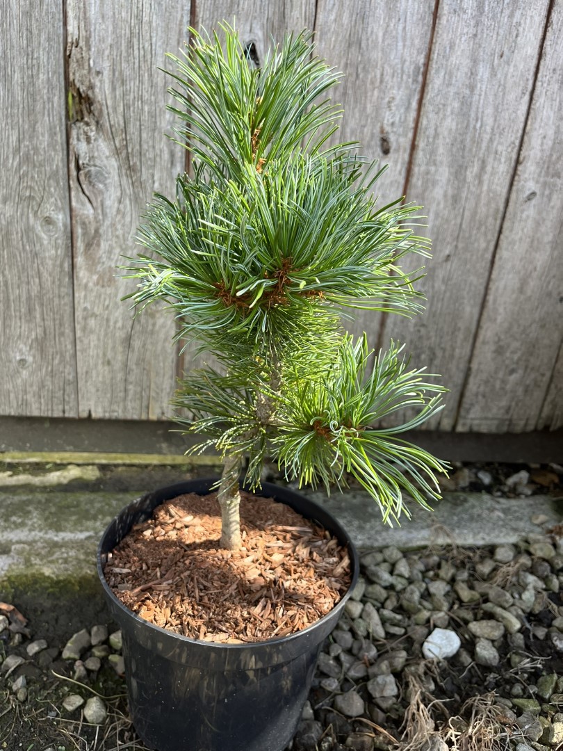 Arolla Pine - Pinus cembra Glauca