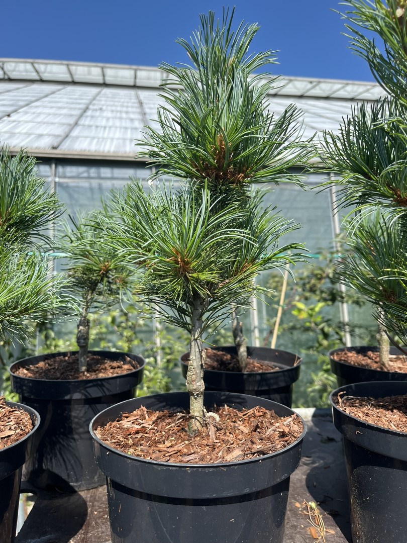 Arolla Pine - Pinus cembra Glauca