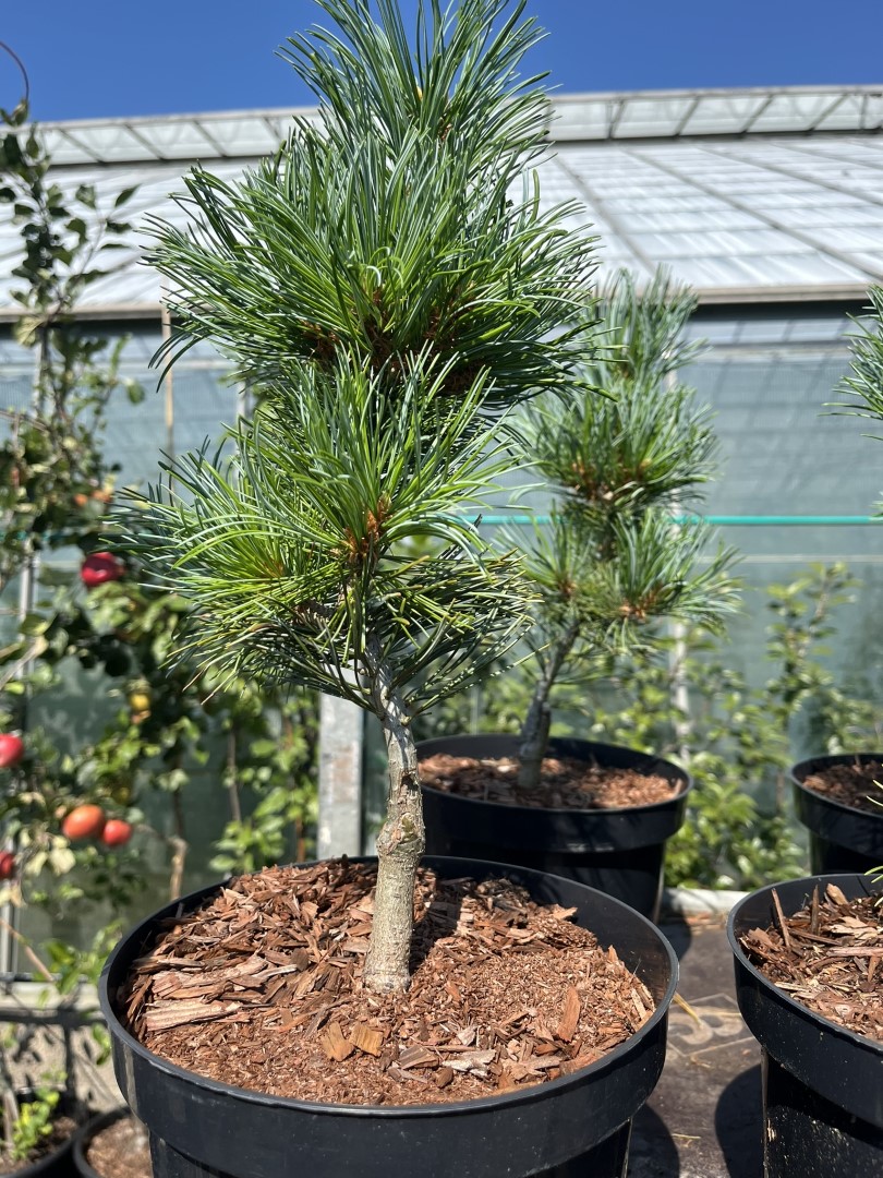 Arolla Pine - Pinus cembra Glauca