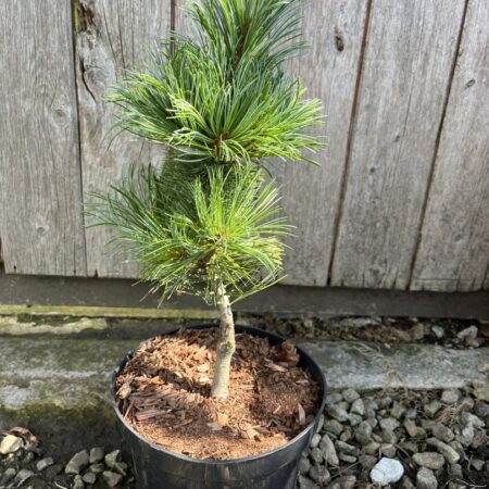 Arolla Pine - Pinus cembra Glauca
