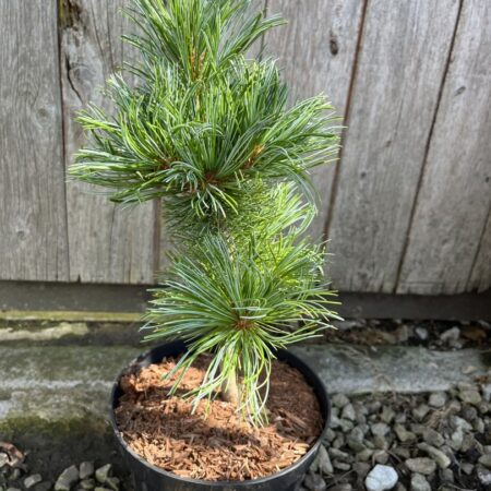 Arolla Pine - Pinus cembra Glauca