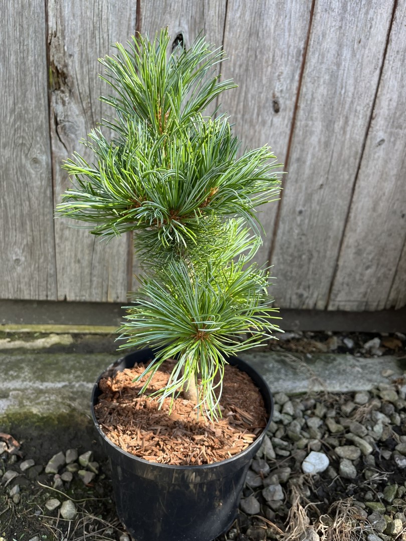 Arolla Pine - Pinus cembra Glauca