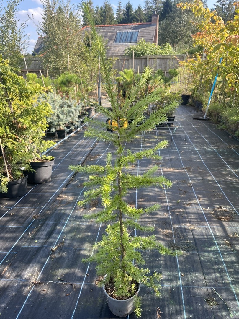 Larix decidua - European Larch