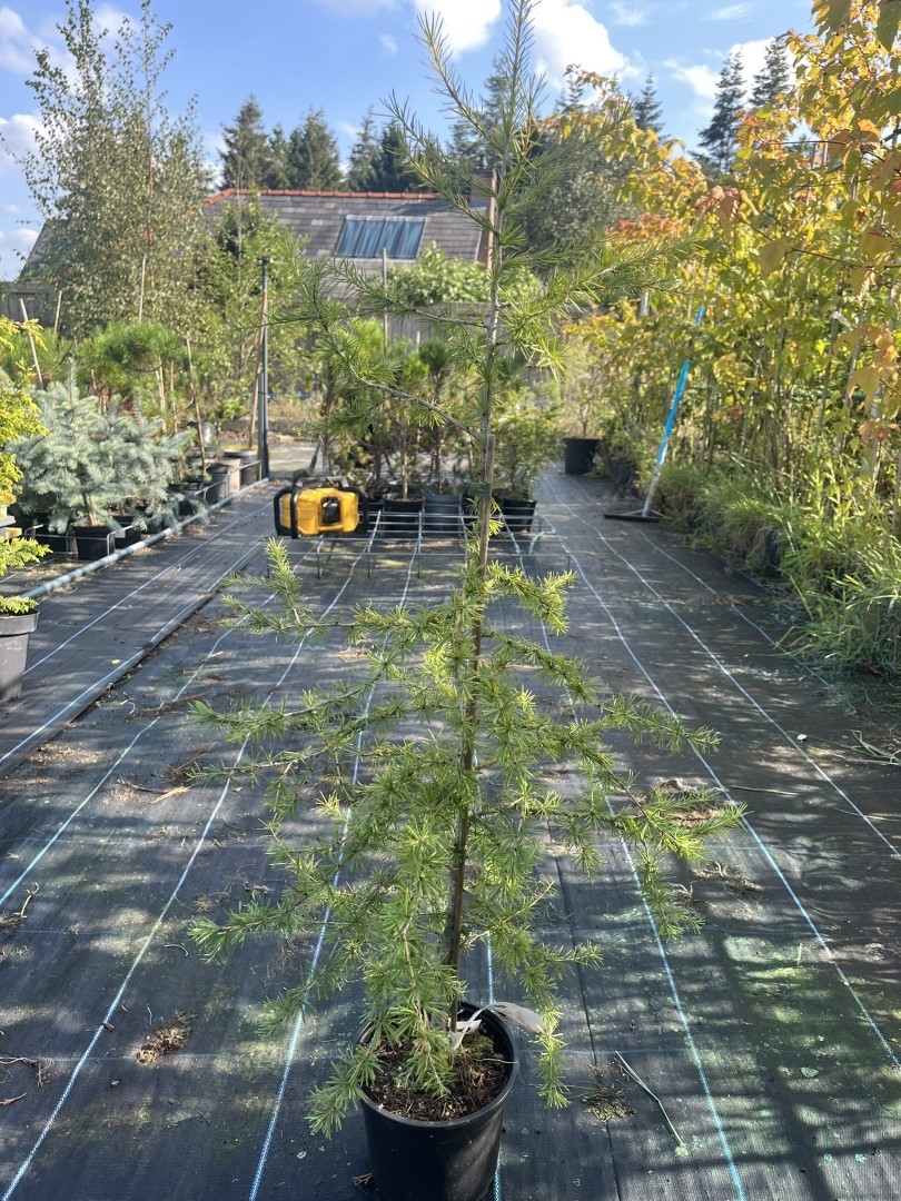 Larix decidua - European Larch