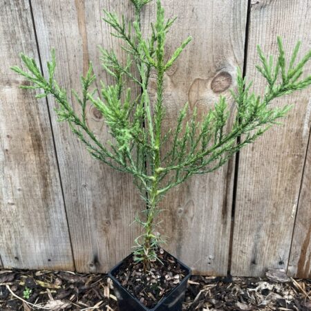 Sequoiadendron giganteum - Mature Giant Redwood Sapling
