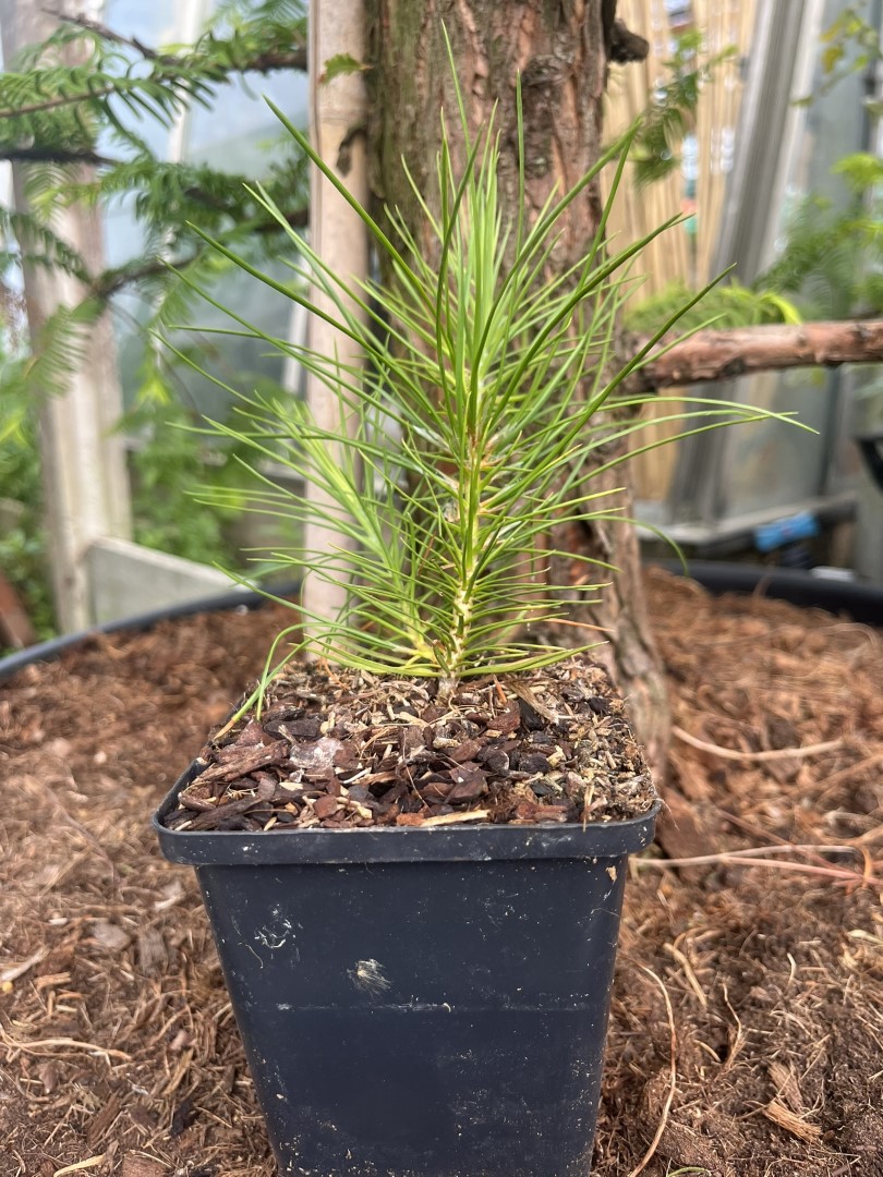 Lacebark pine - Pinus bungeana