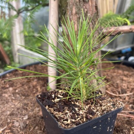 Lacebark pine - Pinus bungeana