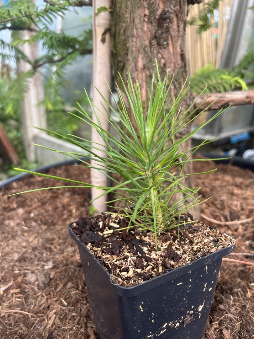 Lacebark pine - Pinus bungeana