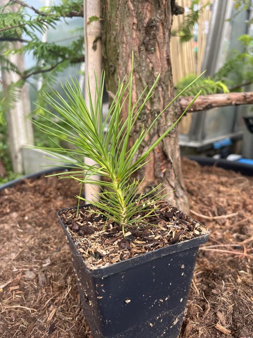 Lacebark pine - Pinus bungeana