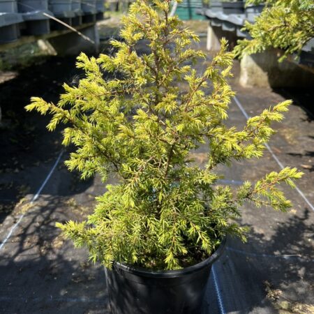 Juniperus communis - Common Juniper 'Gold Cone'