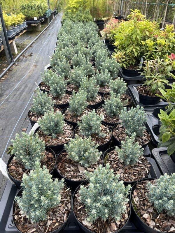Picea glauca var. albertiana - Alberta spruce ‘Sander’s Blue