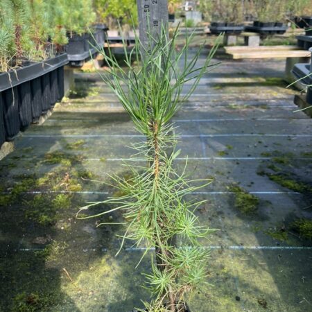 Pinus pinaster - Maritime Pine