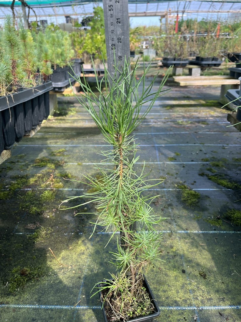 Pinus pinaster - Maritime Pine