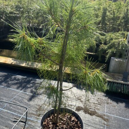 Bhutan Pine - Pinus griffithii syn. wallichiana