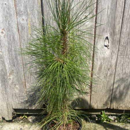 Pinus yunnanensis - Yunnan Pine