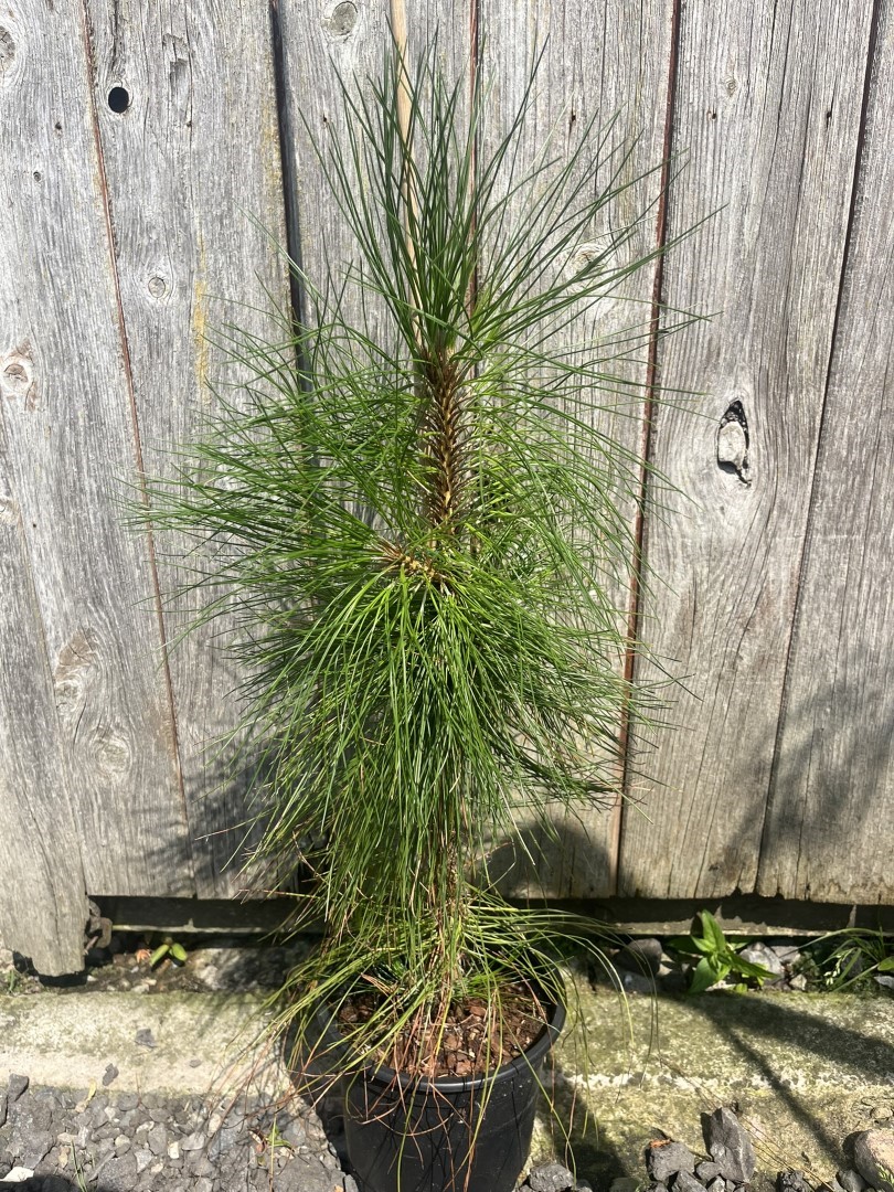 Pinus yunnanensis - Yunnan Pine