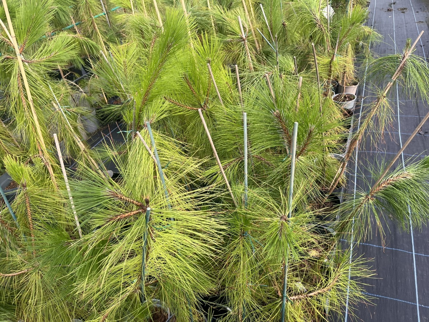 Pinus yunnanensis - Yunnan Pine