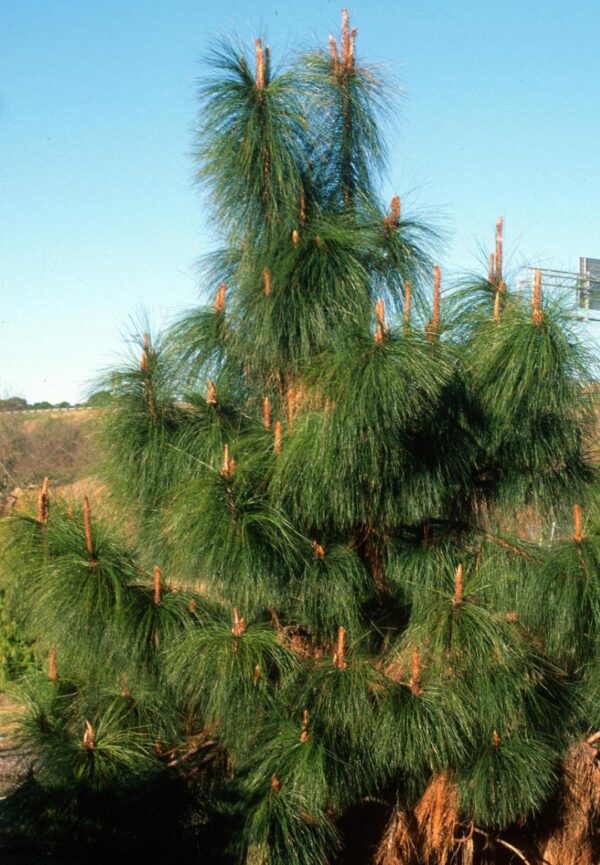Pinus yunnanensis – Yunnan Pine Trees