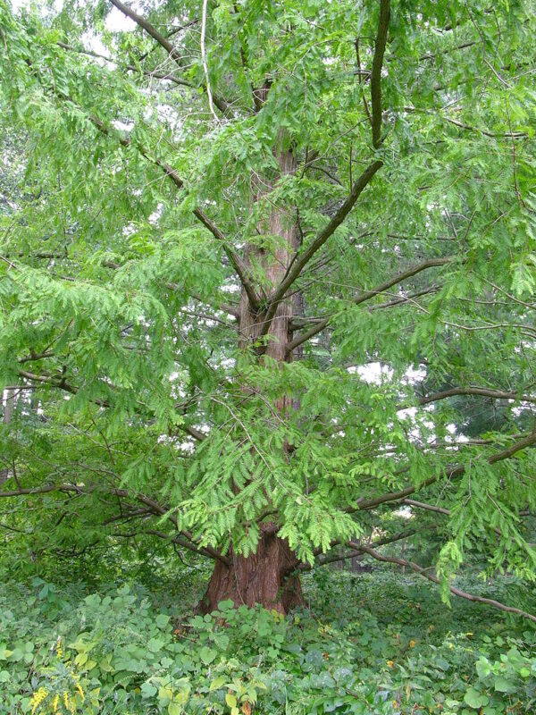 Dawn Redwood Seeds | Metasequoia glyptostroboides