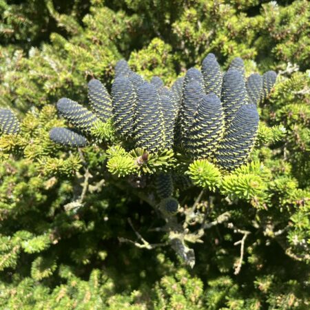 Abies koreana - Korean Fir