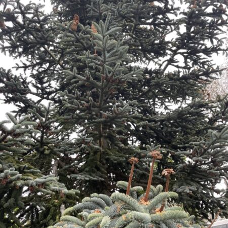 Abies procera 'Glauca' Abies procera syn. nobilis Noble Fir Seeds