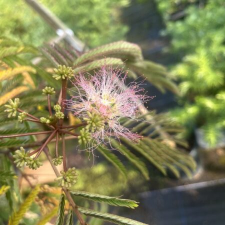 Albizia julibrissin - Persian Silk Tree Seeds