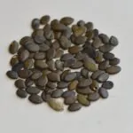 Albizia seeds