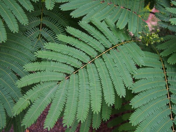 Albizia julibrissin / Silk trees for sale