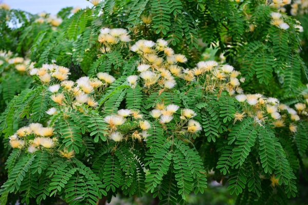 Albizia kalkora Seeds | Kalkora Mimosa seeds