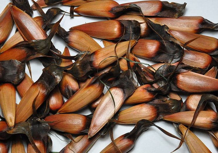 Araucaria Araucana Seeds Monkey Puzzle Tree SG Trees Araucaria Araucana Seeds Monkey Puzzle Tree SG Trees