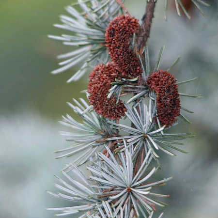 Blue Atlas Cedar | Cedrus atlantica Glauca