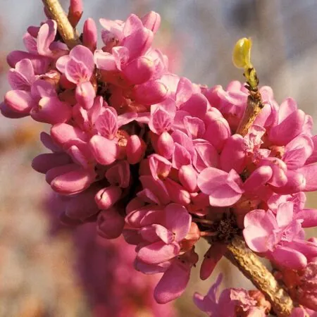 Chinese redbud seeds - Cercis chinensis seeds