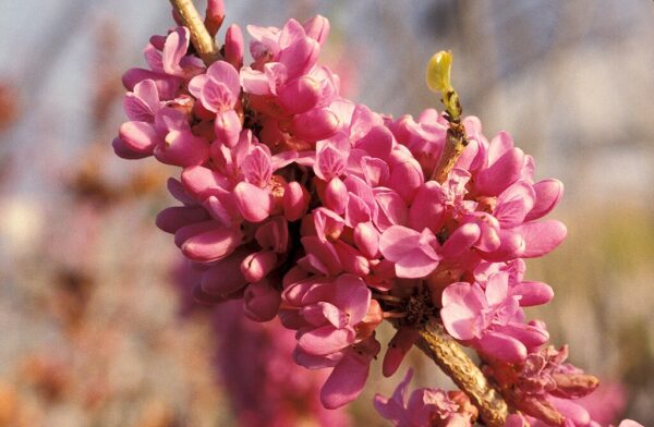 Chinese redbud seeds - Cercis chinensis seeds