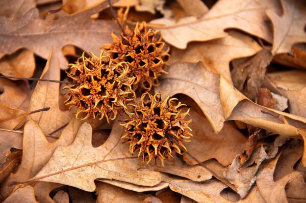 Liquidambar styraciflua Sweet Gum seeds