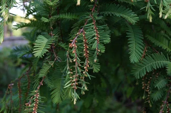 Dawn Redwood Seeds | Metasequoia glyptostroboides