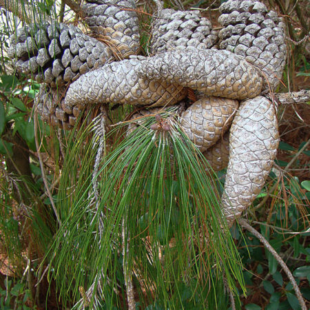Pinus patula seeds | Mexican Weeping Pine seeds