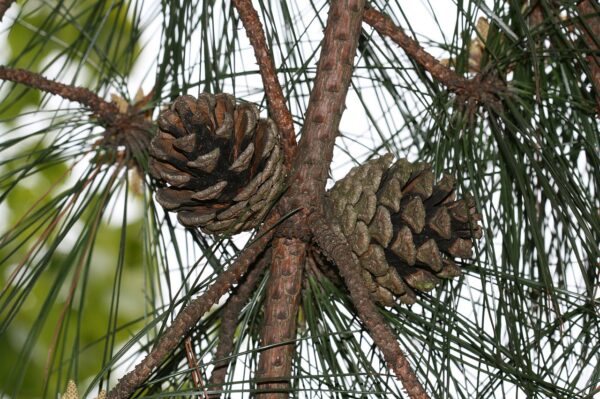 Pinus tabuliformis / Chinese Red Pine Seeds